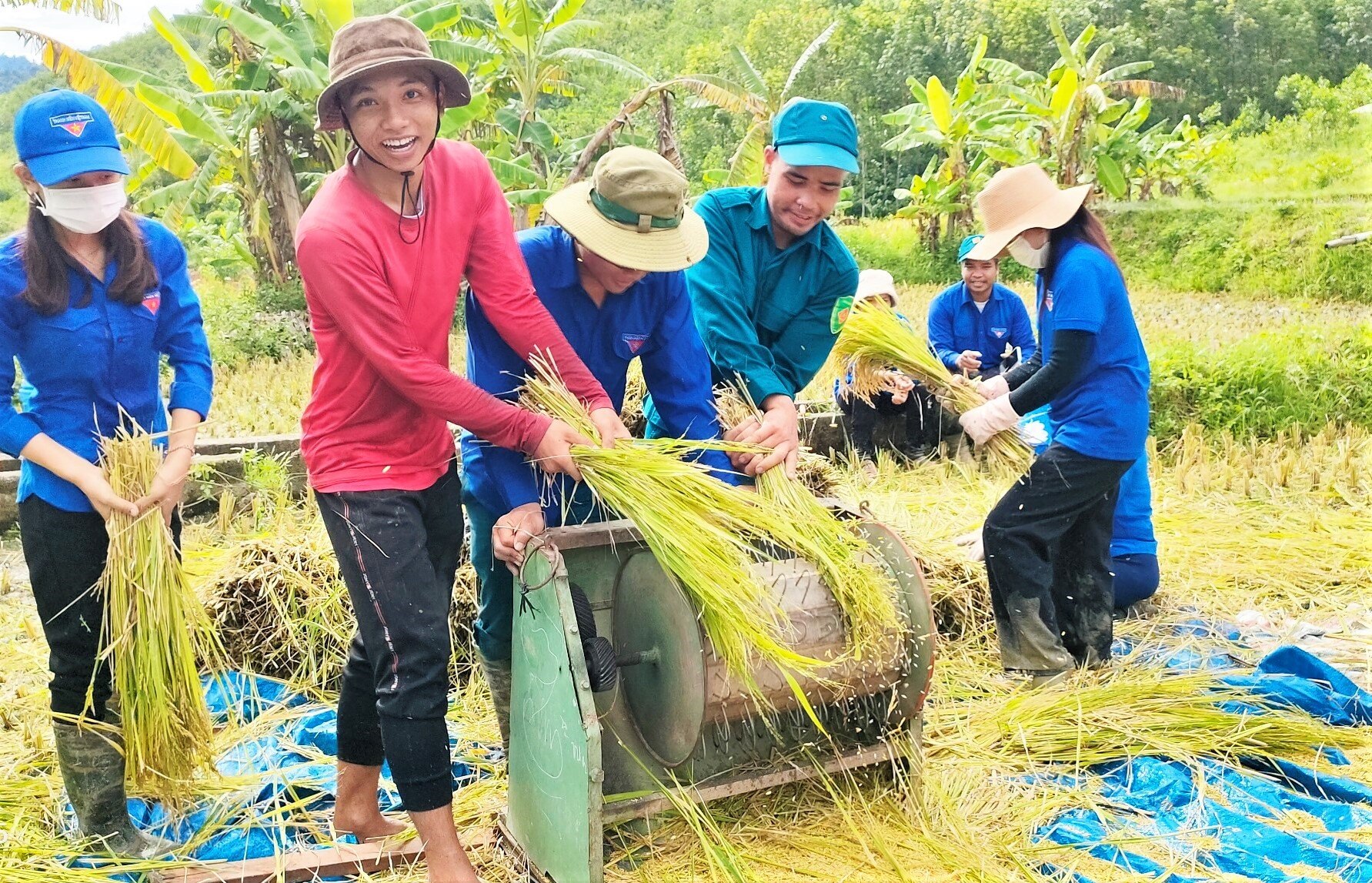 Máy tuốt lúa hoạt động liên tục theo sức trẻ.  Ảnh: Đ.N