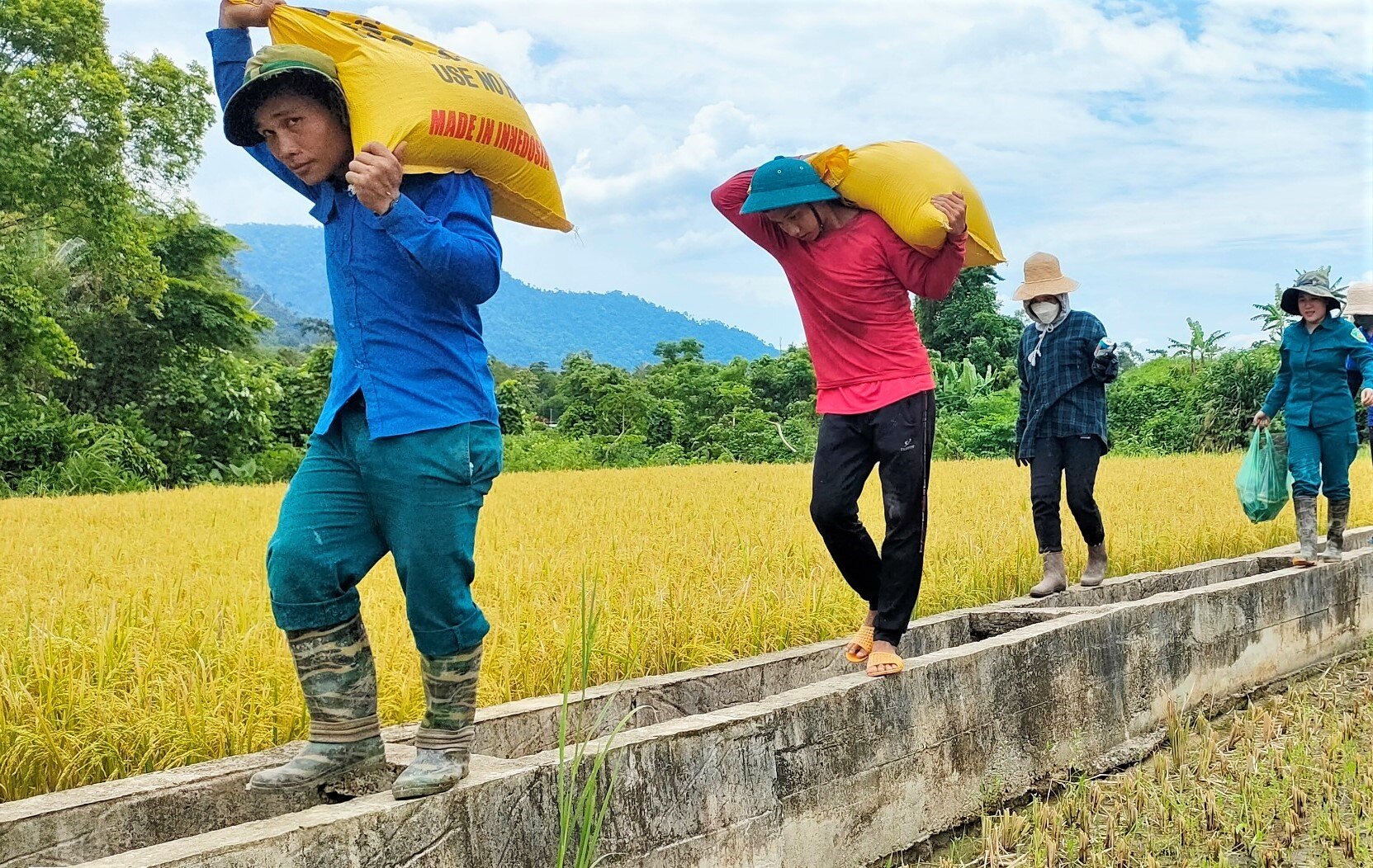 Kết thúc đợt tình nguyện, từng bao lúa được mang về trong niềm vui của chủ nhà và các bạn trẻ.  Ảnh: Đ.N