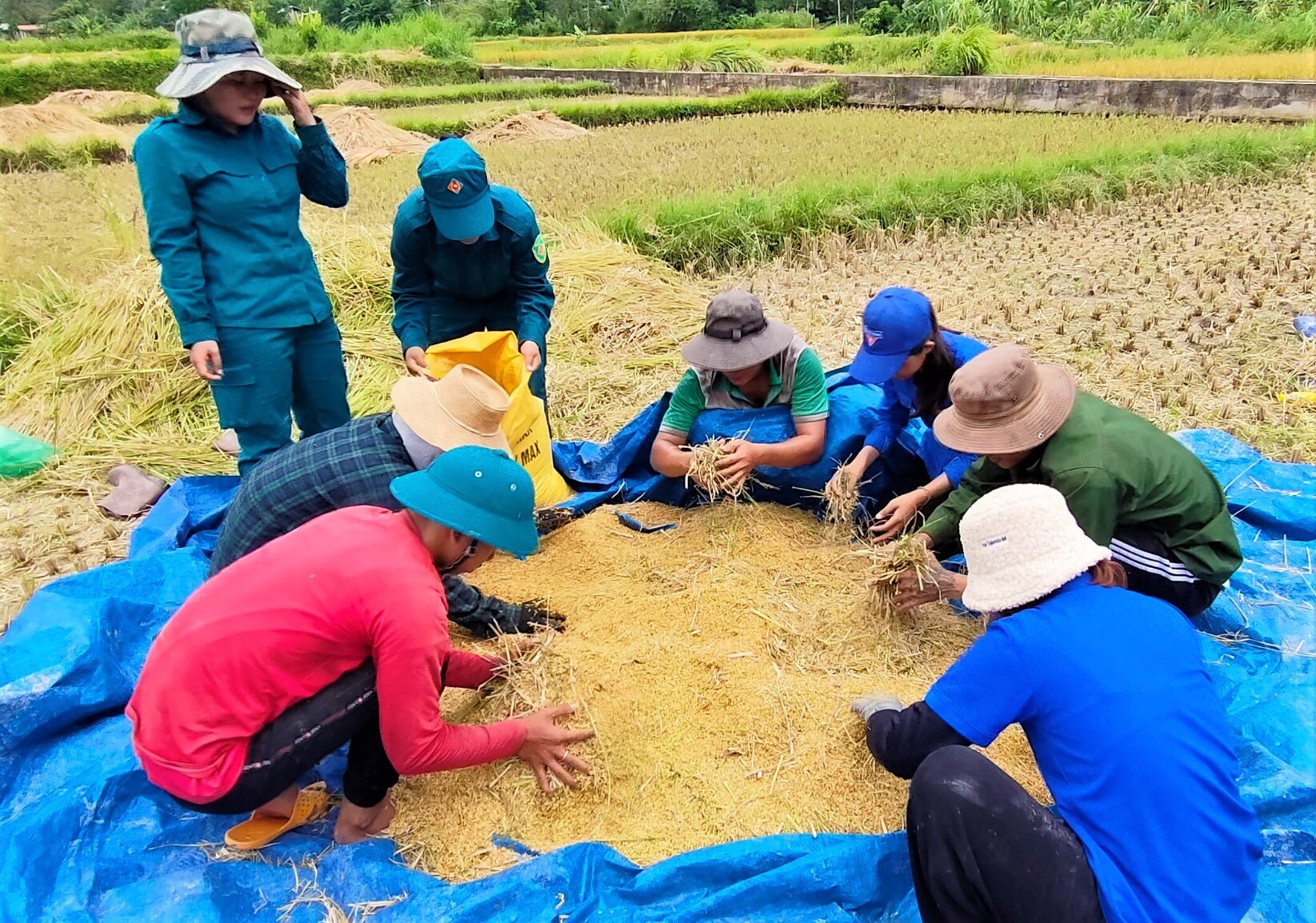 Cùng nhau làm sạch hạt lúa.  Ảnh: Đ.N