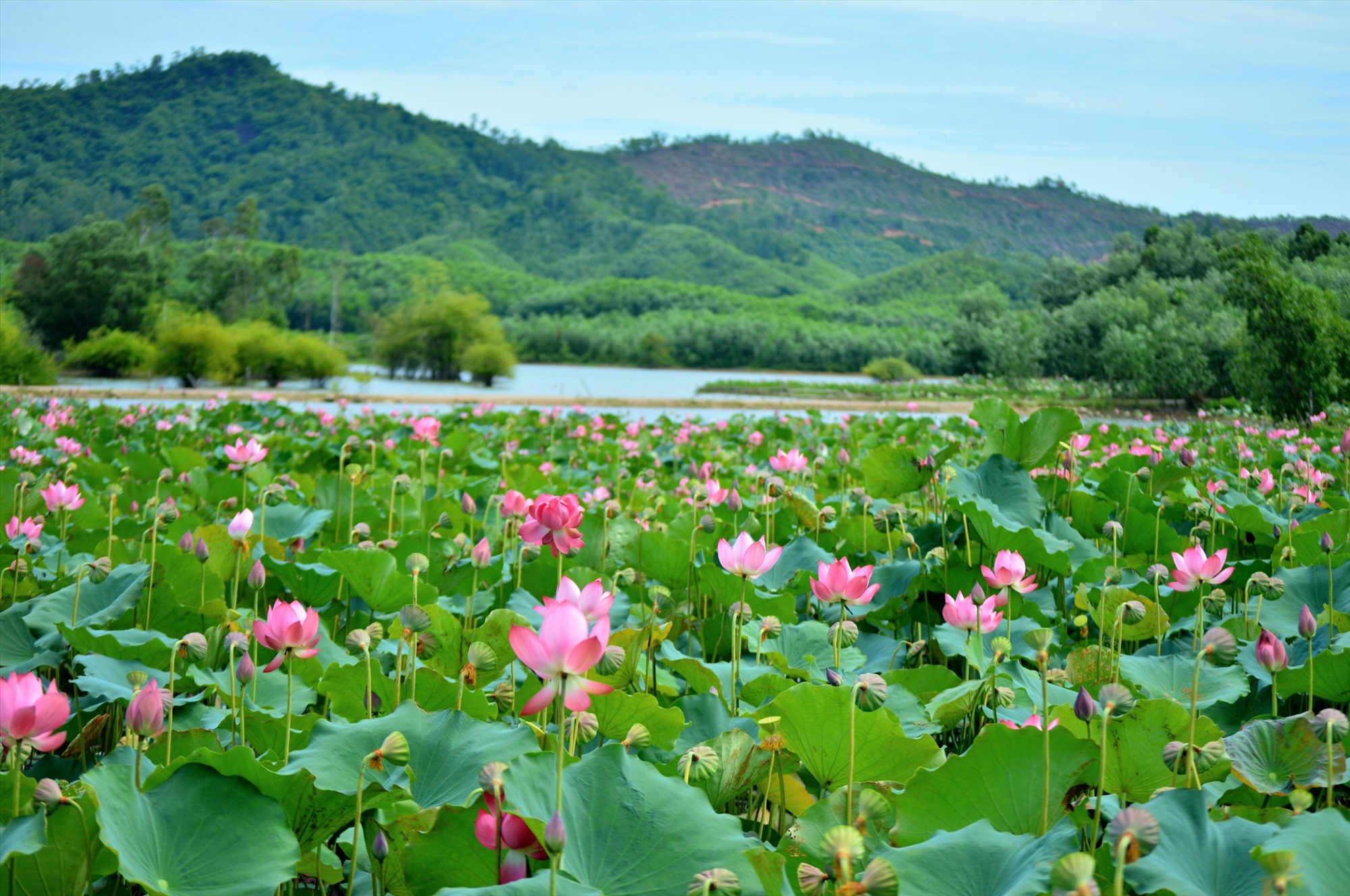 sen ở Trà Lý - Đồng Lớn đang chuẩn bị nở rộ cũng được anh.