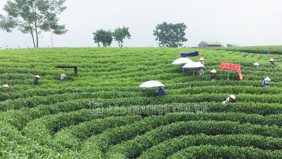 Vùng chè nguyên liệu đạt tiêu chuẩn VietGAP của HTX Hoàng Nông, xã Hoàng Nông (Đại Từ).