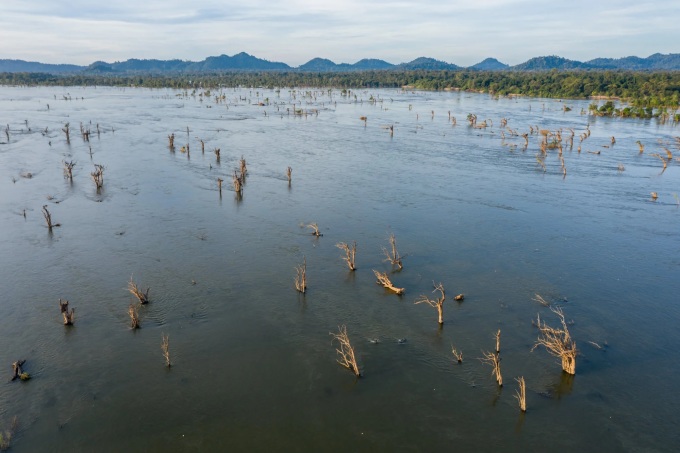 Cây chết trong khu rừng ngập nước trên sông Mekong ở tỉnh Stung Treng. Ảnh: SCMP