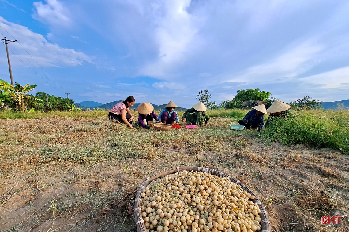 Hành tăm Nghi Xuân được mùa, giá tăng gần gấp đôi