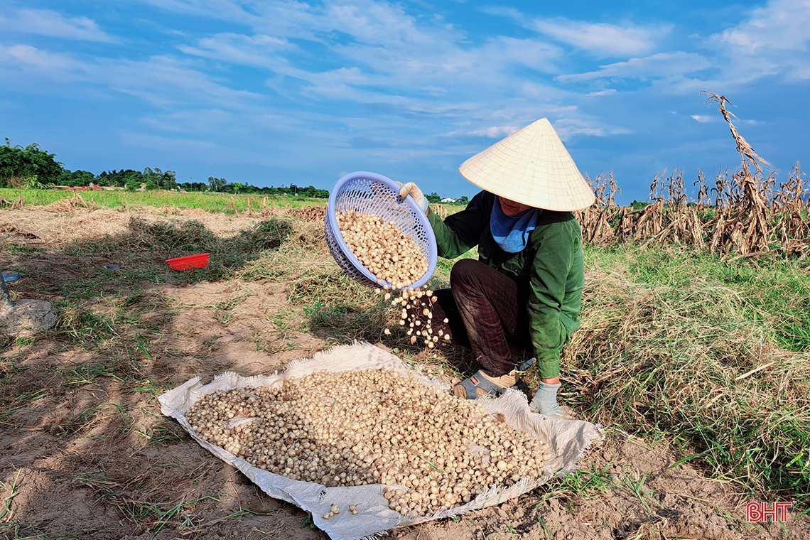 Hành tăm Nghi Xuân được mùa, giá tăng gần gấp đôi