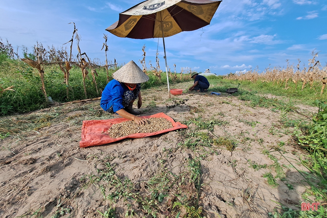 Hành tăm Nghi Xuân được mùa, giá tăng gần gấp đôi