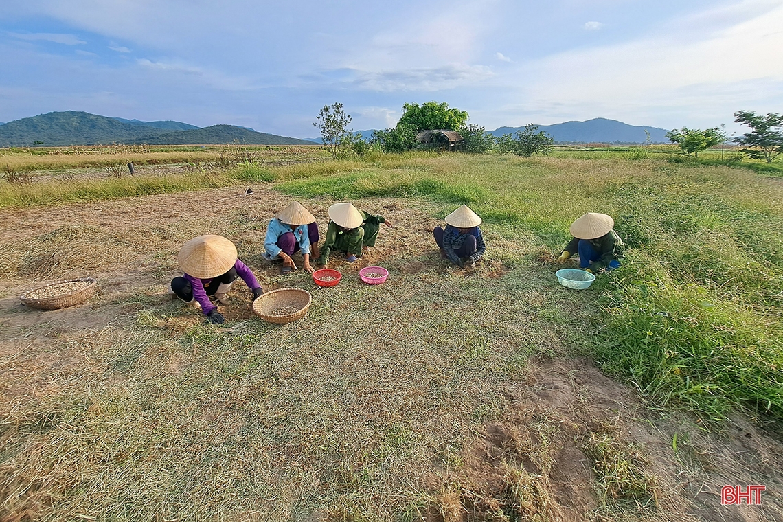 Hành tăm Nghi Xuân được mùa, giá tăng gần gấp đôi