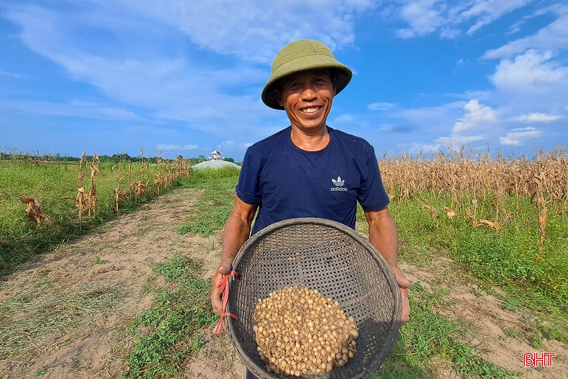 Hành tăm Nghi Xuân được mùa, giá tăng gần gấp đôi