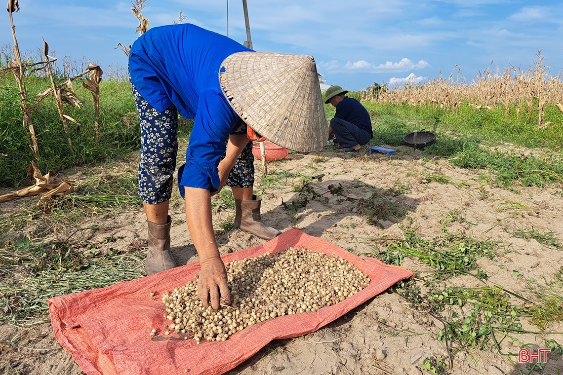 Hành tăm Nghi Xuân được mùa, giá tăng gần gấp đôi