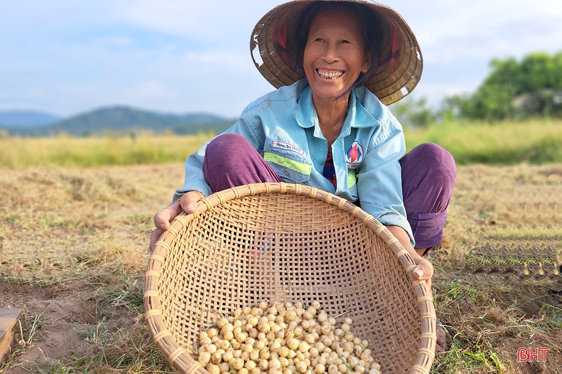 Hành tăm Nghi Xuân được mùa, giá tăng gần gấp đôi