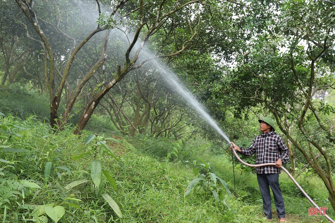 Nông dân Vũ Quang đào ao tích nước chống hạn cho cam