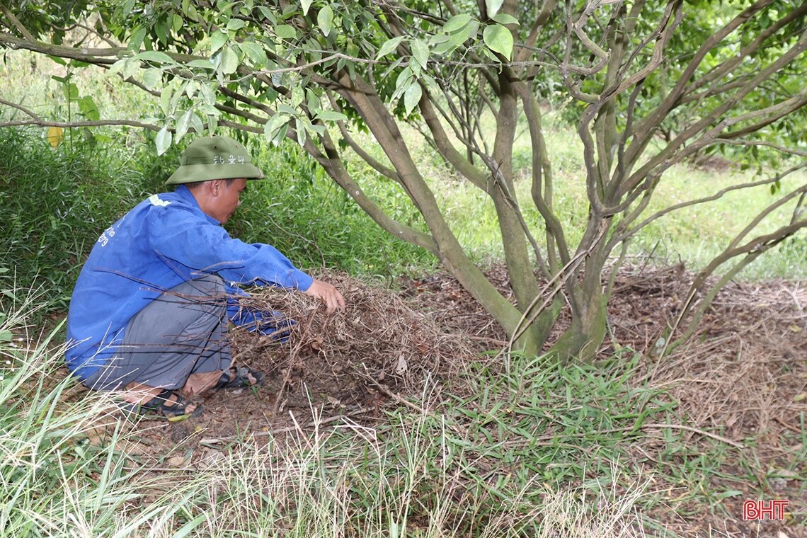 Nông dân Vũ Quang đào ao tích nước chống hạn cho cam