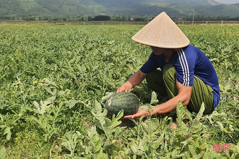  Trồng dưa hấu trên đồng hoang cho thu nhập cao