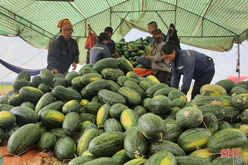  Trồng dưa hấu trên đồng hoang cho thu nhập cao