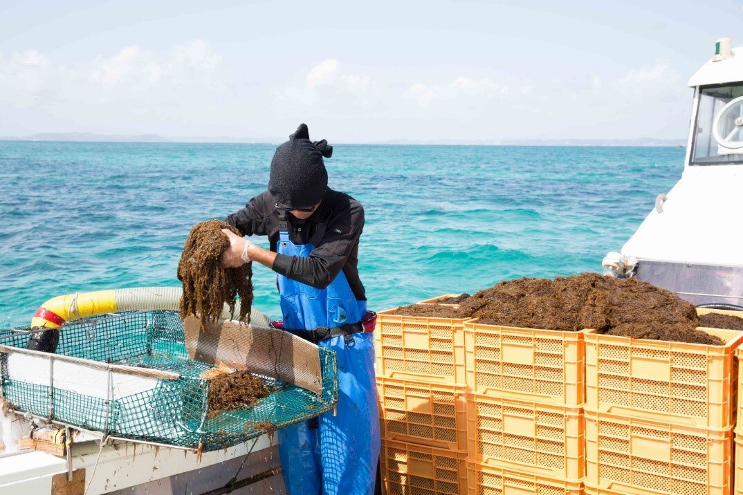 Thu hoạch mozuku chất lượng cao từ đảo Okinawa, Nhật Bản