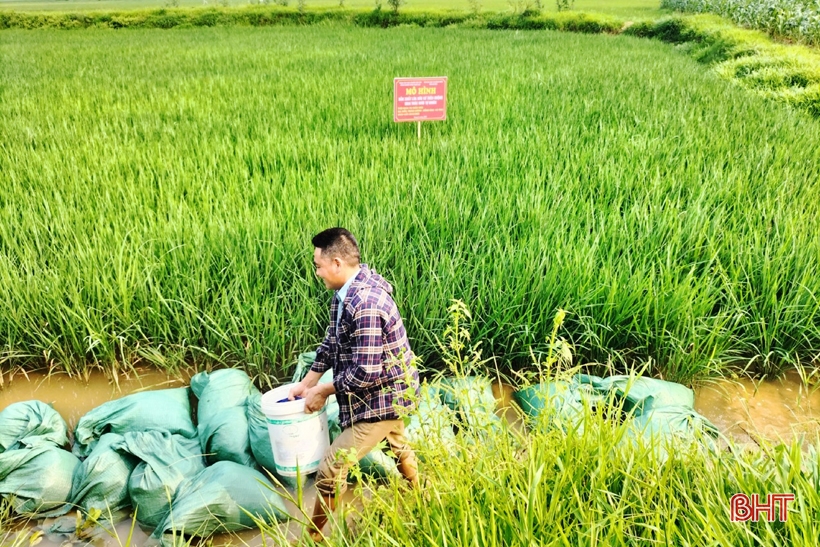 Triển vọng mô hình sản xuất lúa hữu cơ trên ruộng khai thác rươi tự nhiên ở TX Hồng Lĩnh