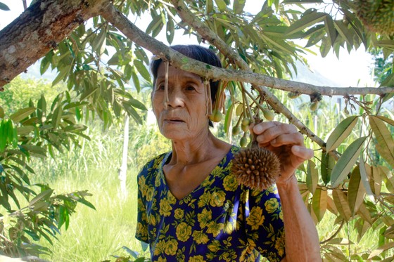 Nhà vườn Quảng Ngãi điêu đứng vì sầu riêng rụng hoa, rụng trái do thiếu nước ảnh 12