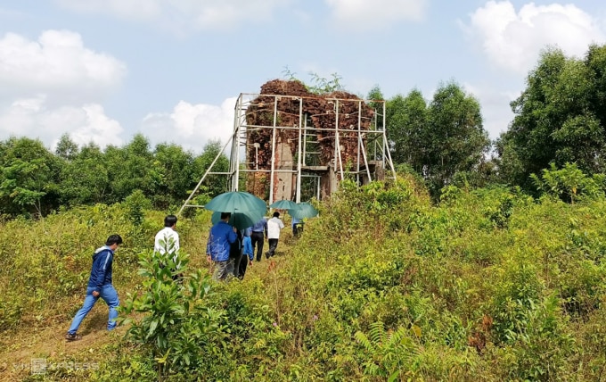 Phật viện Đồng Dương còn sót lại Tháp Sáng được chống đỡ các trụ sắt tránh nguy cơ sập đổ. Ảnh: Đắc Thành.