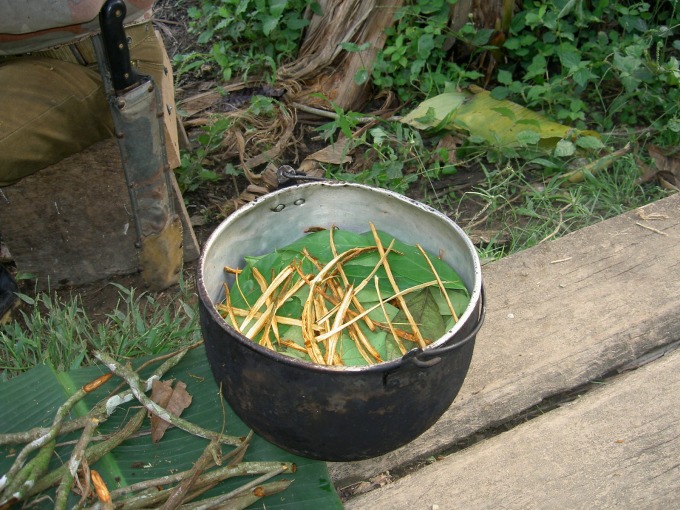 Yagé, trà thảo mộc làm từ cây nho ayahuasca (Banisteriopsis caapi) và cây bụi chacruna (Psychotria viridis), có tác dụng hướng thần. Ảnh: Wikipedia