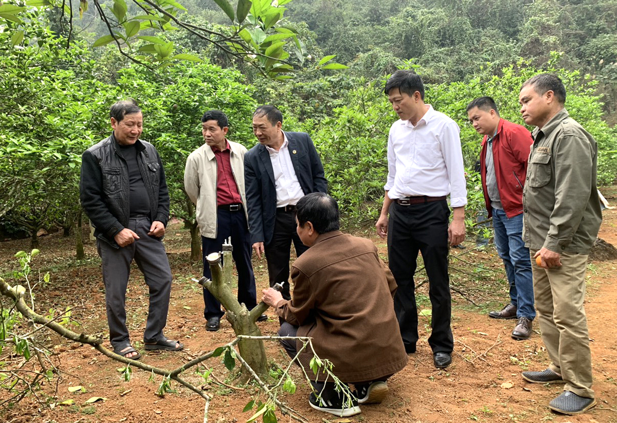 Đảng viên, hội viên Hội làm vườn phường Quang Trung hướng dẫn nhân dân ghép bưởi giống mới.