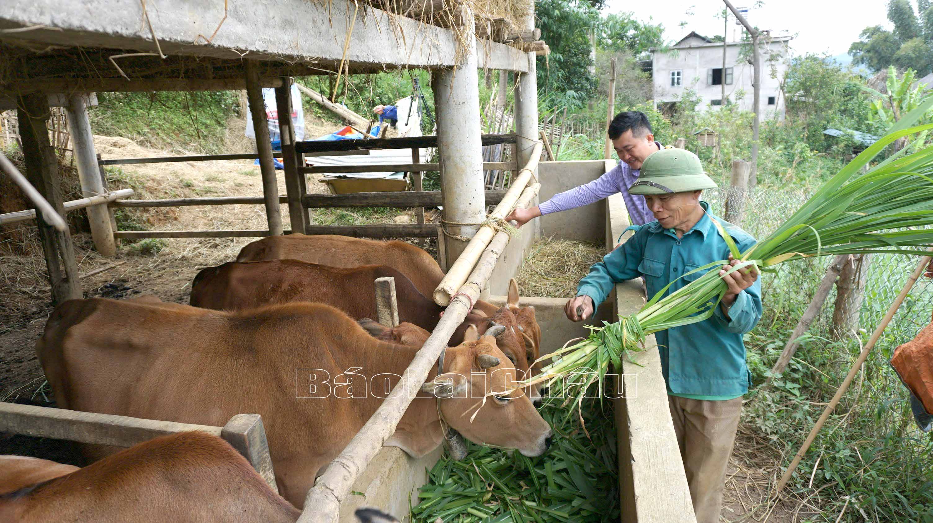 Bám sát các chỉ tiêu nghị quyết Đại hội Đảng các cấp, Nhân dân xã Hua Nà phát triển chăn nuôi đại gia súc.