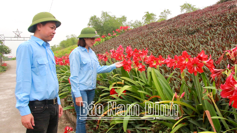 Những khóm hoa loa kèn trên tuyến đê xã Xuân Châu nở rực rỡ. 