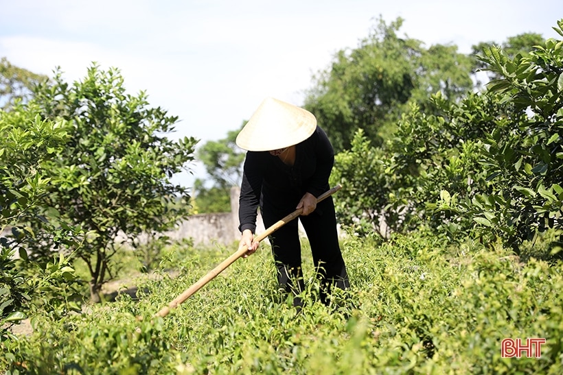 Chè vằng - hướng phát triển kinh tế mới của nông dân Kỳ Hoa