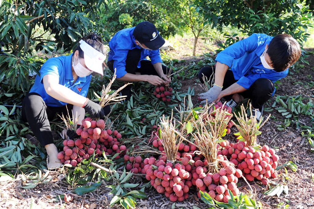 Thanh niên tình nguyện giúp hộ khó khăn thu hoạch vải thiều.