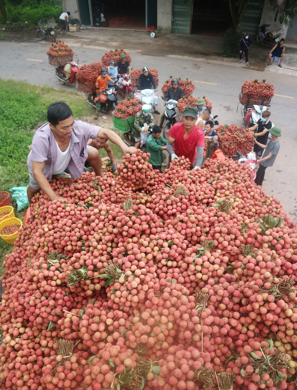 Một điểm thu mua vải thiều tại xã Kiên Lao (Lục Ngạn).