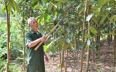 Ông Lương Văn Thành, thôn Hơn, xã Thịnh Hưng, huyện Yên Bình chăm sóc đồi quế.