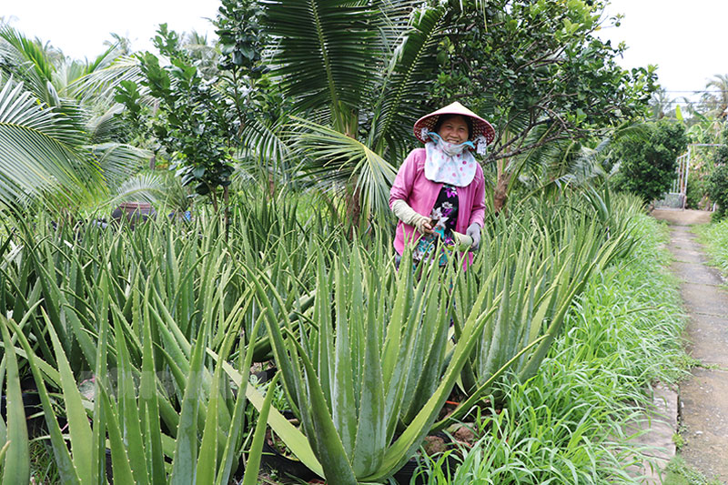 Mô hình trồng nha đam Mỹ của nông dân tại Ấp 3, xã Nhơn Thạnh. Ảnh: Thạch Thảo