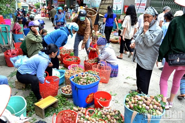 [Ảnh] Bắc Hà mùa mận Tam Hoa chín đỏ ảnh 10