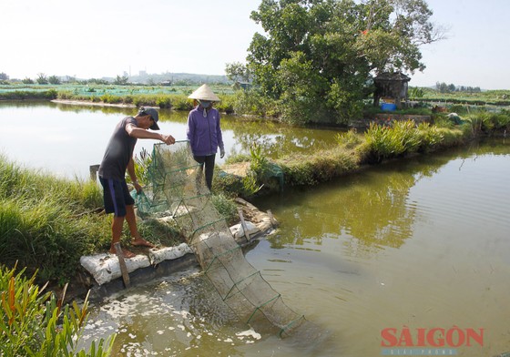 Quảng Ngãi: Nắng nóng, nguy cơ vụ nuôi tôm ảm đạm ảnh 2