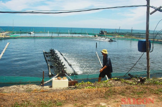 Quảng Ngãi: Nắng nóng, nguy cơ vụ nuôi tôm ảm đạm ảnh 4