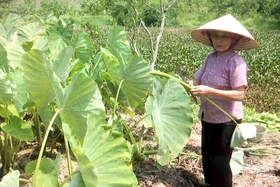 Búp khoai kho - Món ăn đậm đà hương vị làng quê