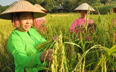 Người dân xã Khánh Thiện thu hoạch lúa nếp đặc sản Lào mu làm cốm. (Ảnh: T.L)