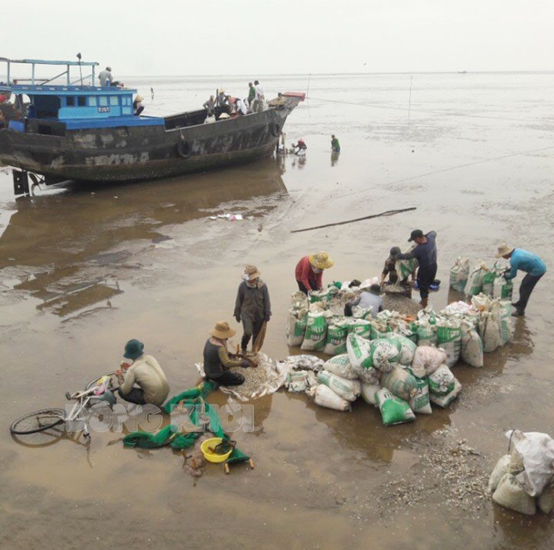 Thu hoạch nghêu ở xã Thới Thuận.