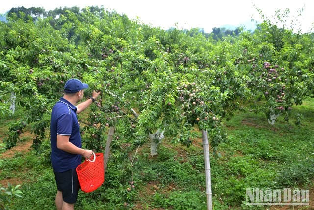 [Ảnh] Bắc Hà mùa mận Tam Hoa chín đỏ ảnh 1