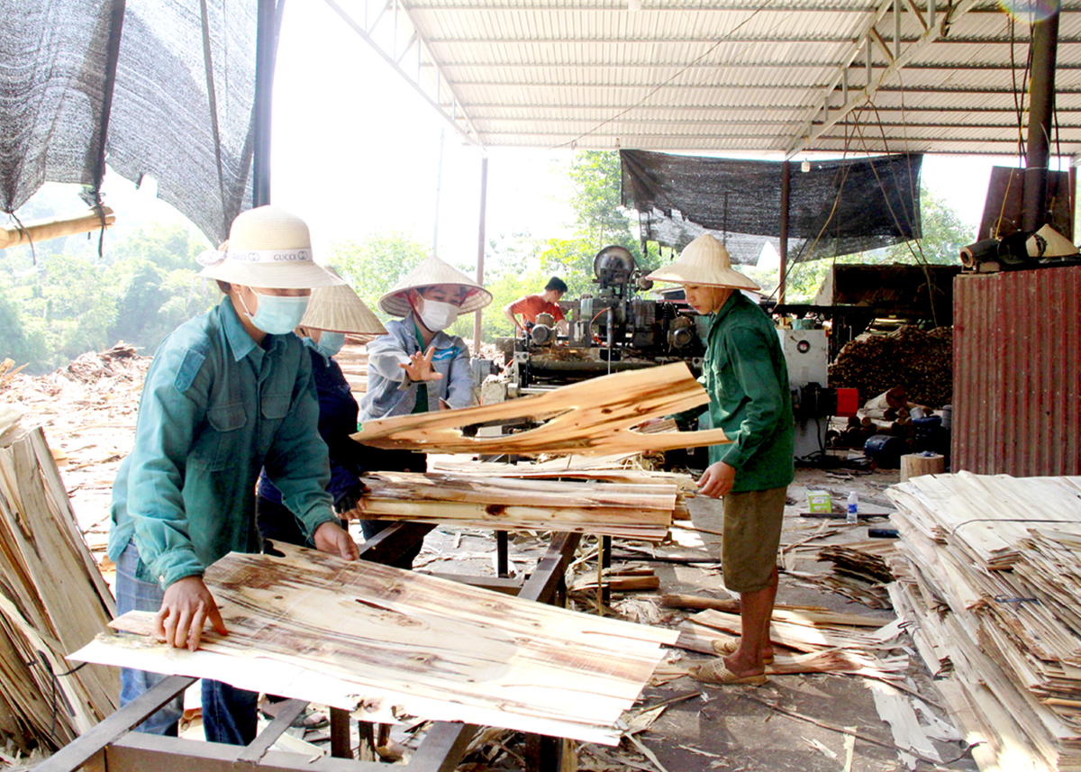 Sản xuất ván ép tại Công ty Cổ phần Trạch Duy, xã Thanh Thủy (Vị Xuyên).
