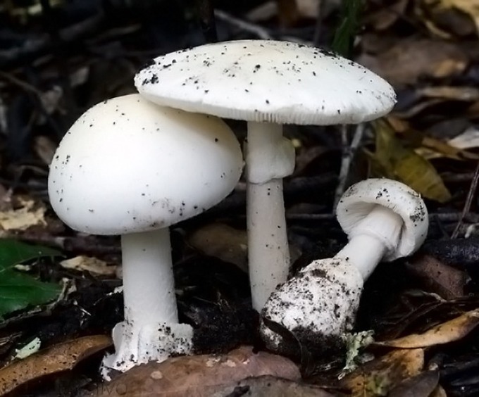 Nấm độc tán trắng. Ảnh: Mondo Funghi