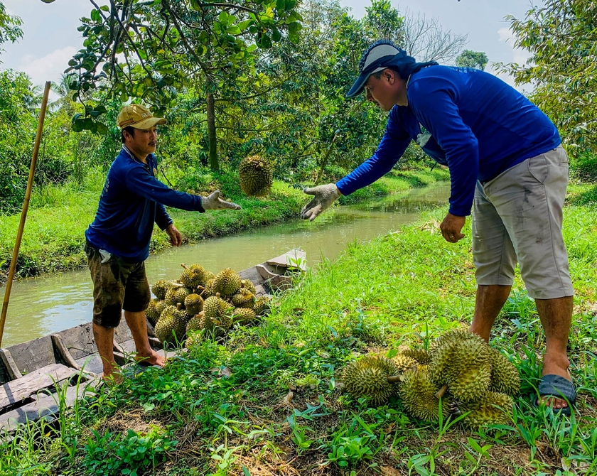 Cầm dao đi “gõ” sầu riêng, kiếm tiền triệu mỗi ngày  ảnh 1