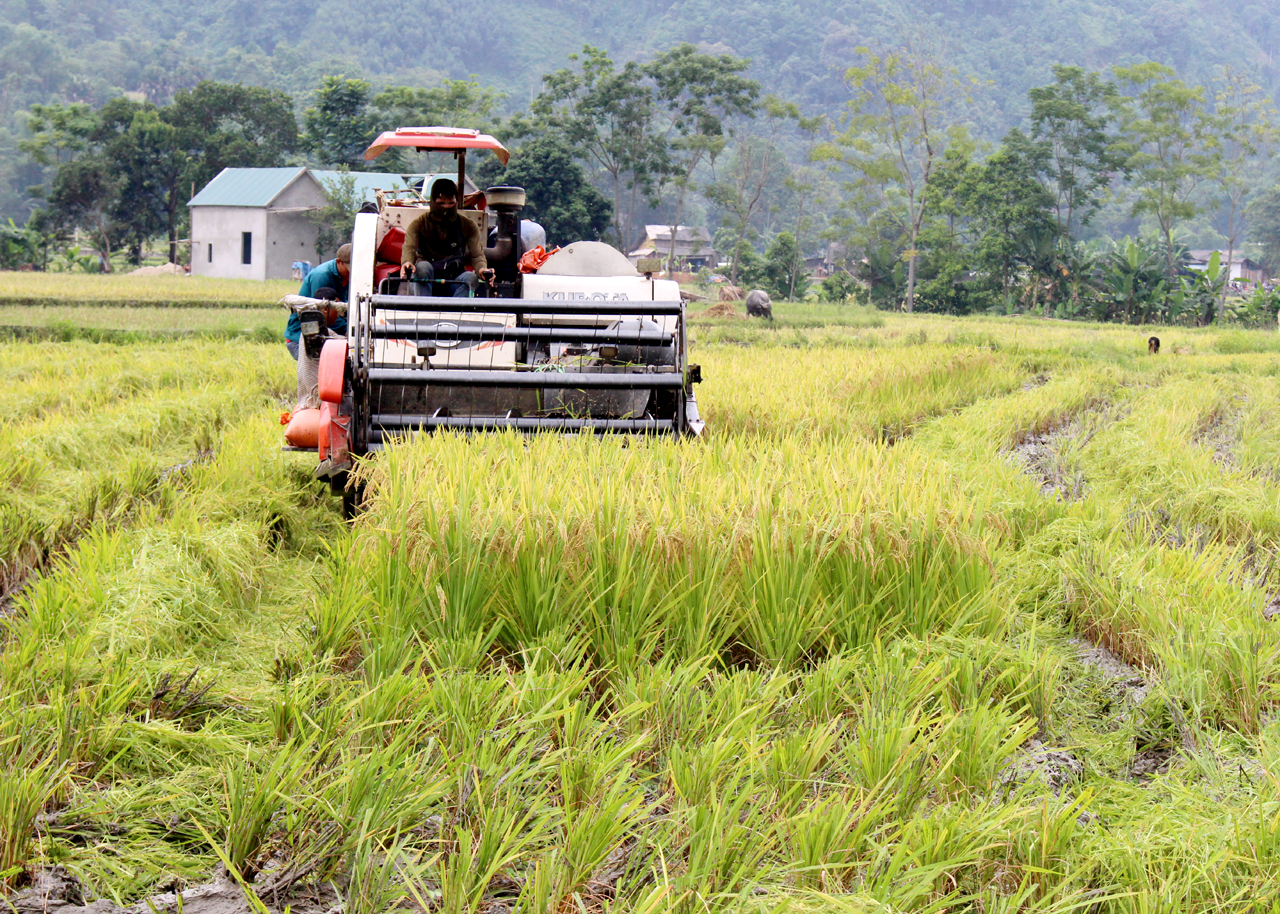 Máy gặt “3 trong 1” được người dân các xã Yên Định, Minh Ngọc (Bắc Mê) sử dụng thu hoạch lúa.
