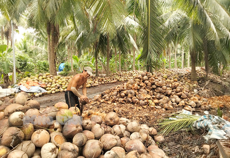 Châu Bình tập trung phát triển vườn dừa.