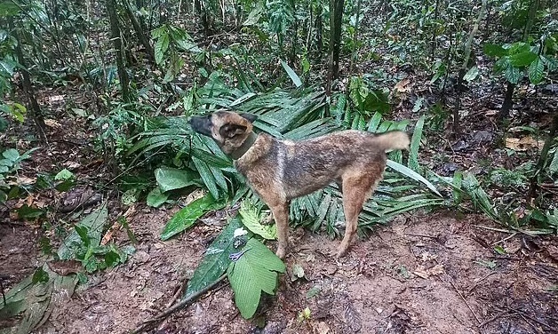 Wilson tham gia chiến dịch tìm kiếm 4 đứa trẻ mất tích trong rừng Amazon trước khi bị lạc. Ảnh: AFP