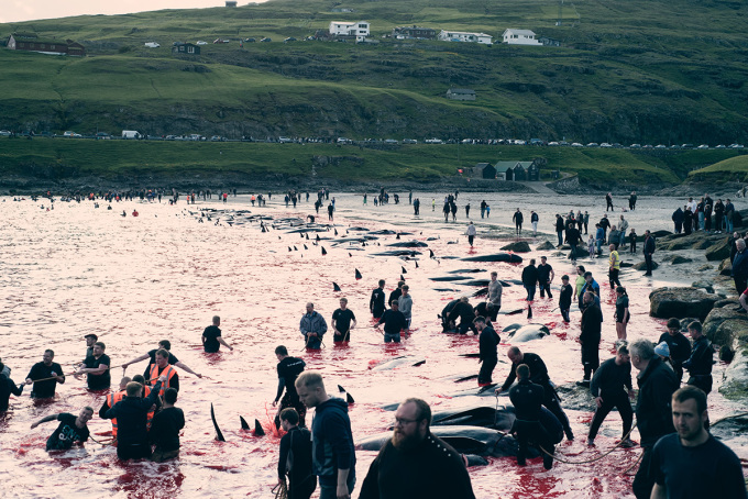 Những người săn cá heo ở Leynar, quần đảo Faroe ngày 14/6. Ảnh: AFP/Sea Shepherd