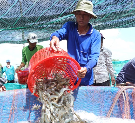 ĐBSCL: Giá tôm nguyên liệu giảm sâu, người nuôi “treo ao” ảnh 1