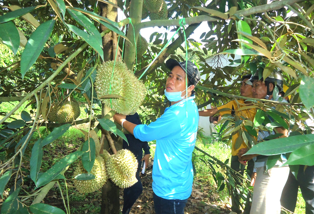 Để đảm bảo uy tín, chất lượng sầu riêng phục vụ xuất khẩu, người dân cần thu hoạch sầu riêng đúng độ tuổi và đủ độ chín theo quy định