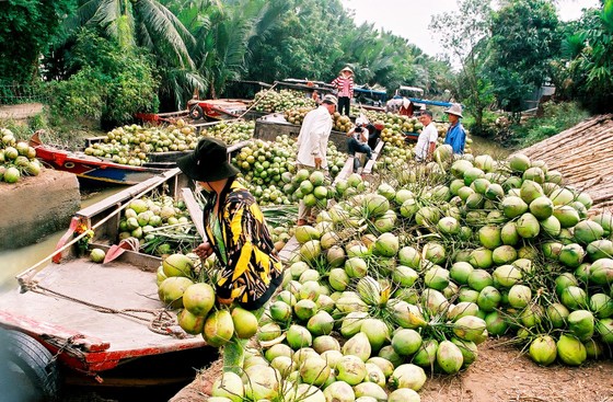 Đàm phán, đưa dừa tươi sang Hoa Kỳ ảnh 1