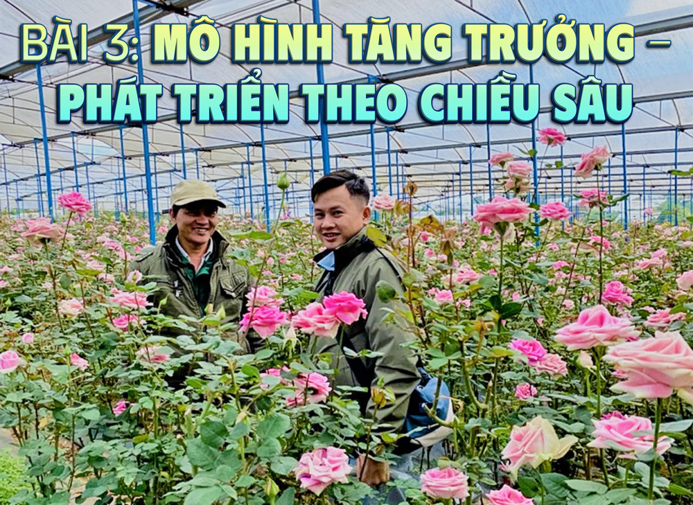 Canh tác hoa hồng thương phẩm gắn với tham quan, trải nghiệm để tăng trưởng doanh thu tại làng hoa Vạn Thành, Đà Lạt