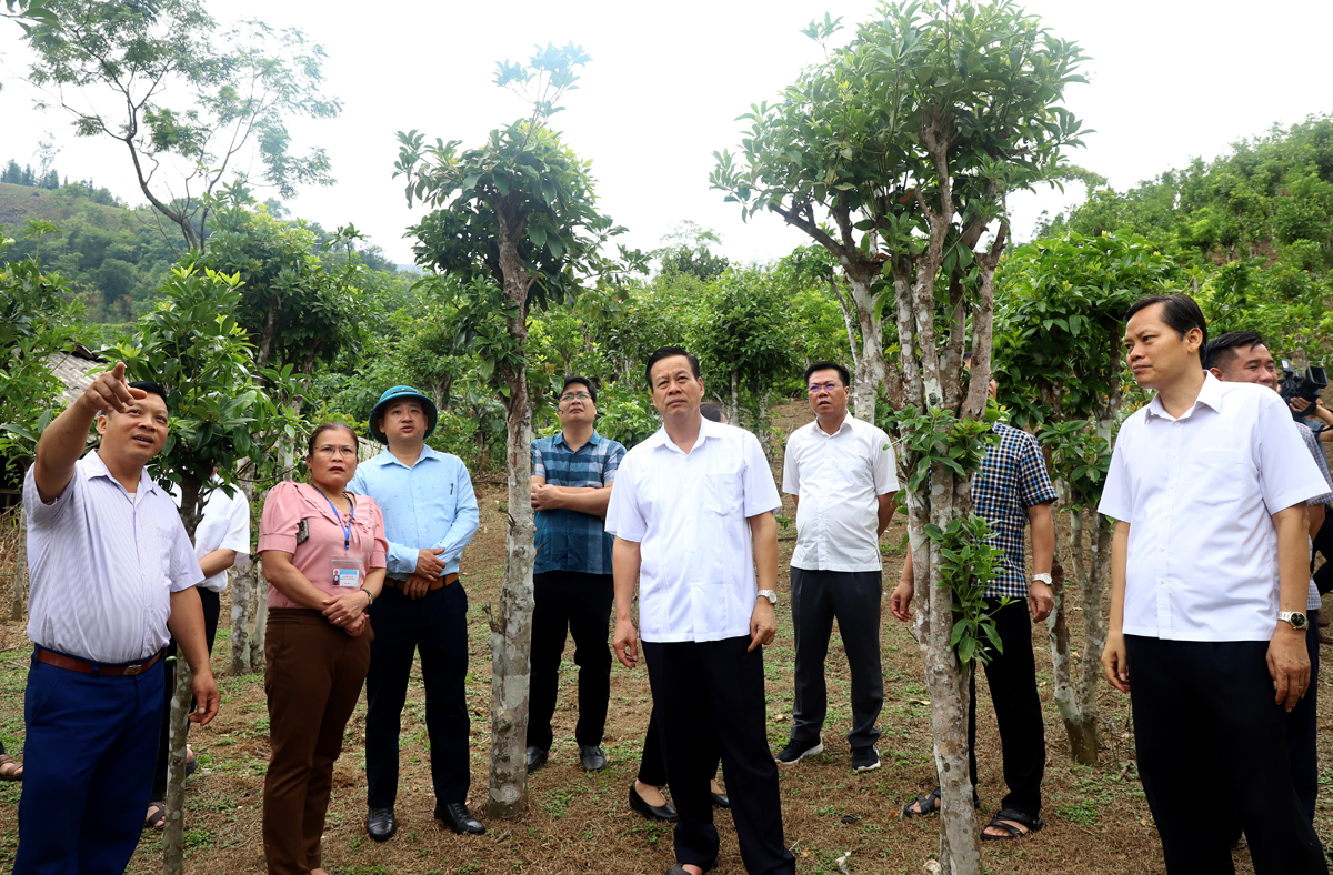 Chủ tịch UBND tỉnh Nguyễn Văn Sơn thăm mô hình trồng Hồi tại thôn Nà Nôm, xã Đường Âm.
