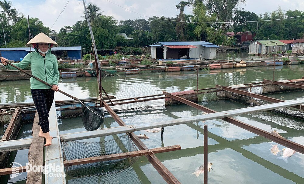 Giao mùa, xảy ra tình trạng cá chết tại nhiều bè cá của các hộ dân ở P.Hiệp Hòa, TP.Biên Hòa. Ảnh: B.Nguyên